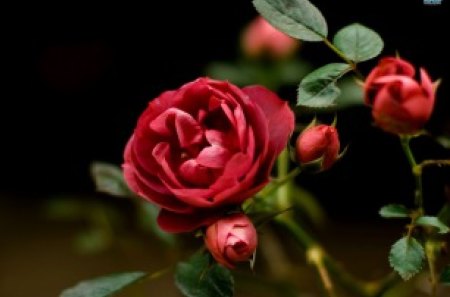 The Rose - roses, pretty, petals, flowers, spring, buds, nature