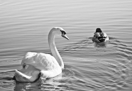 Swan and Duck - Harbour, Black, Black and White, Sunny, Swan, White, Duck, And, Walk, Day, Bosham