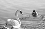 Swan and Duck