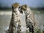 Cheetah love