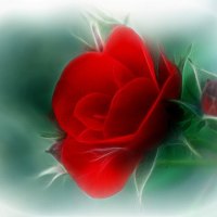 Fractal red rose