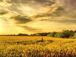 *** Field of wheat and sun ***