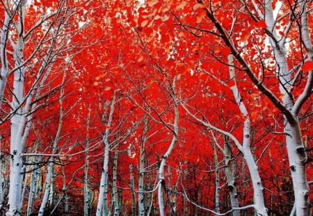 *** Red Autumn *** - red, forest, trees, autumn