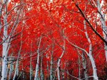 *** Red Autumn ***