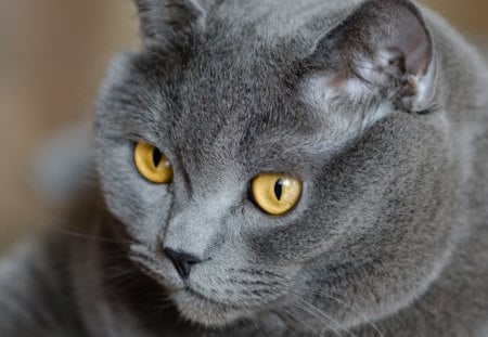 *** British gray cat *** - animal, animals, cat, british, gray