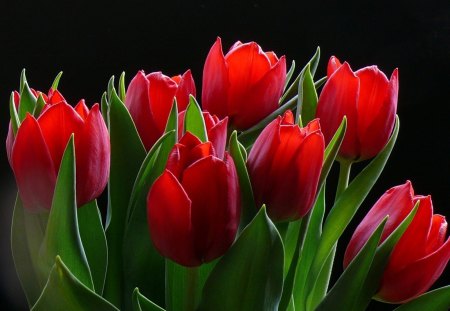 Red tulips - tulips, list, flowers, red