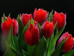 Red tulips