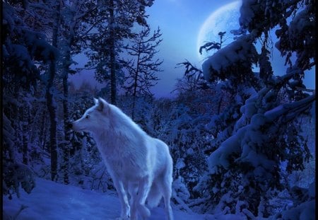 Blue Winter - wolf, winter, snow, blue