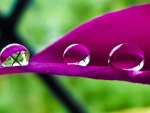 drops in the petal lilac