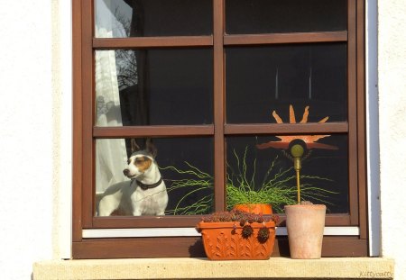 ♥     Dog At The Window     ♥ - dogs, windowsill, window, sunshine, dog, love, flowerpots, animals