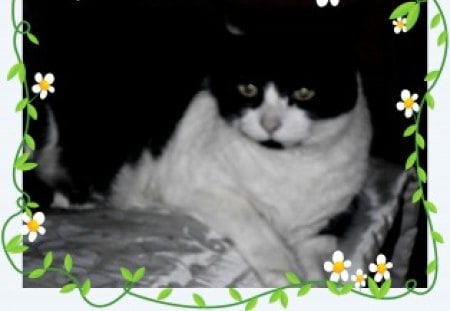 Sophie - My Cat, Purrfect, Black and White, My Beauty