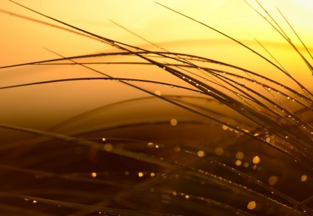 Drops - drops, grass, sunset, water