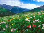 mountains full of beautiful flowers