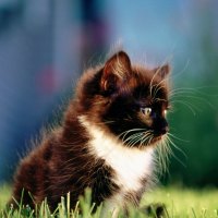 Black-cat-on-the-grass