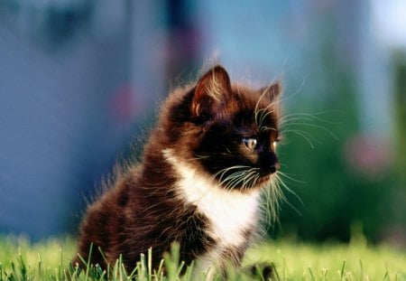 Black-cat-on-the-grass - black, small, cute, grass, cat