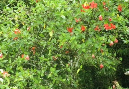 Flowers from St. Lucia Islands - nature, red, photography, green, flowers