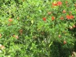 Flowers from St. Lucia Islands