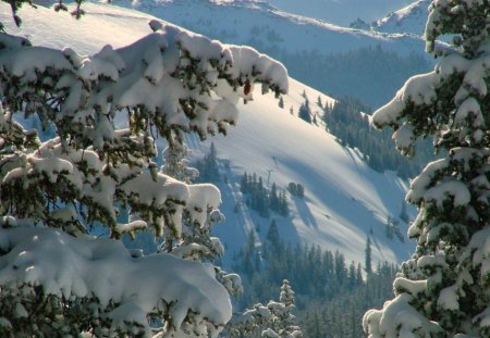 Resting spots - branches, fir, trees, mountain, snow, winter