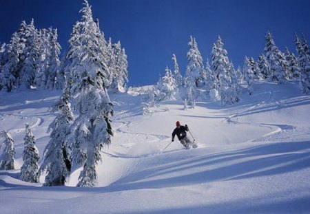 Swoosh - sport, skier, trees, hills, snow, winter