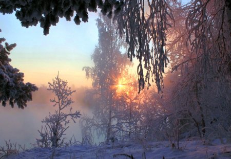 Frozen evening - cold, trees, snow, sun, winter