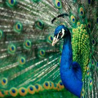 Peacock in the wild