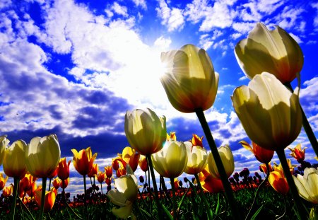 TULIP FIELD - white, sky, tulips, flowers, field, bud