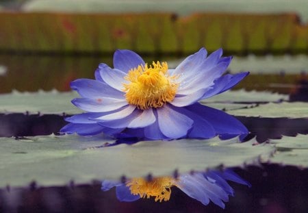 Blue lotus - lotus, water, yellow, blue, beauty, flower, lilly, nature, green, lake