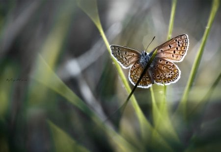 Butterfly - butterfly, animals, january, beautiful