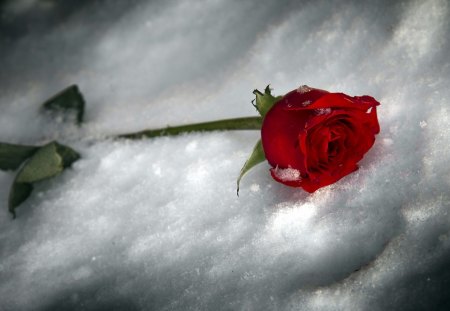 Red Rose - roses, winter, for you, rose, with love, nature, red, snow, red rose