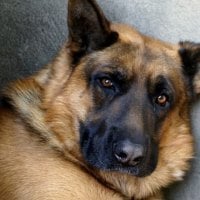 German sheperd