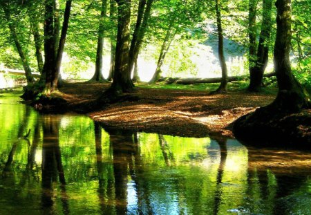 beautiful cool stream in a forst - logs, reflection, stream forest, leaves