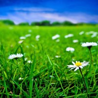 Green-grass and white flowers