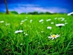 Green-grass and white flowers