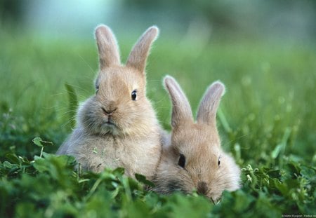 Rabbit on the grass - nice, rabbit, cute, grass