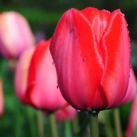 Water drops on red-tulips