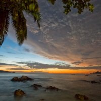 palm tree in magical patong beach phuket thailand