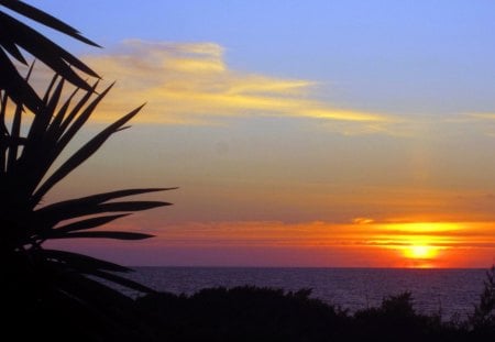 Sunset - nature, sky, ocean, red, sun, sunsets, tree, sunset