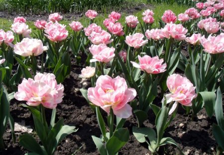 Double Tulips - flowers, pink, bloom, tulips