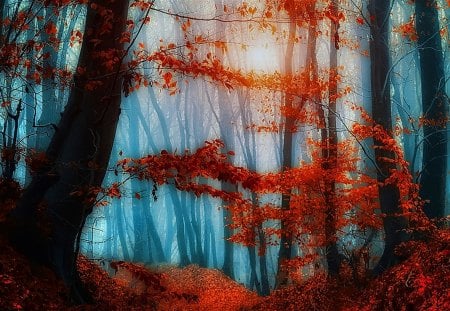 áƒ¦.Dawn in Autumn.áƒ¦ - beauty, autumn, photography, colorful, creative pre-made, mist, cool, orange, splendid, magnificent, forests, scenic, silent, lovely, nature, woods, dawn, beautiful, seasons, fog, colors