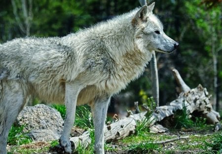 Alpha grey - wolf, trees, grey, forest, hunter, gras