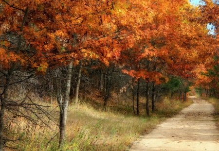 beautiful path in an autumn forest - path, weeds, forest, autumn