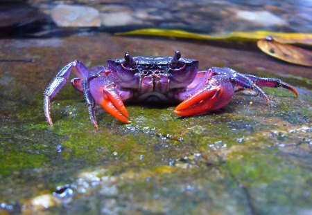 purple crab - fun, cool, animals, crabs