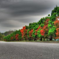 beautiful autumn trees in the road