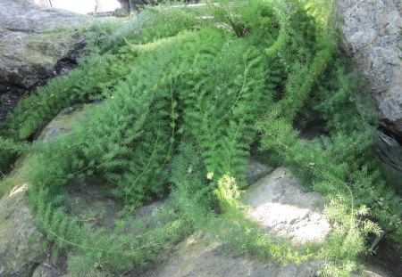 Green Plants at the garden - plants, rocks, flowers, photography, grey, green