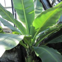 A Green Palm tree