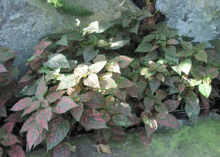 Flowers plant - rocks, plant, flowers, photography, grey, green