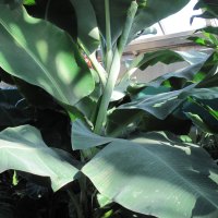 Giant green leaves