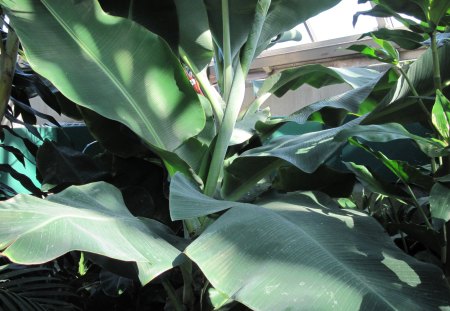 Giant green leaves - garden, flowers, photography, leaves, green