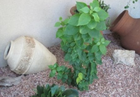 My Jars decor in my garden - jars, Flowers, green, photography, stones