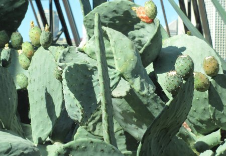 Cactus fruit - cactus, photography, green, flowers, fruit